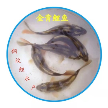 鲤鱼苗自己繁殖自己养殖绕开中间商直达原产地