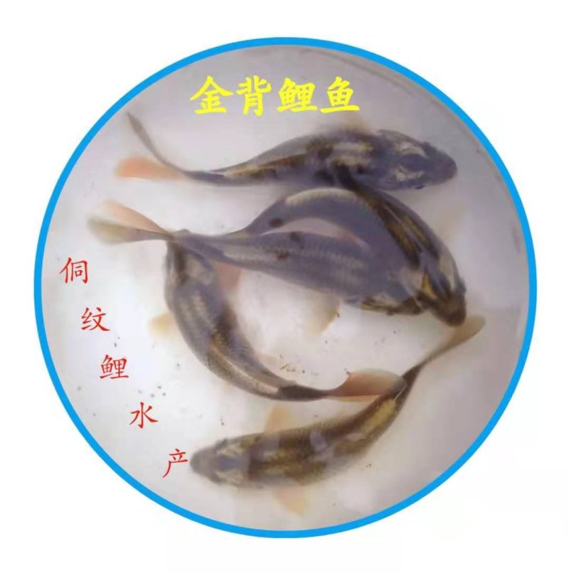 鲤鱼苗自己繁殖自己养殖绕开中间商直达原产地