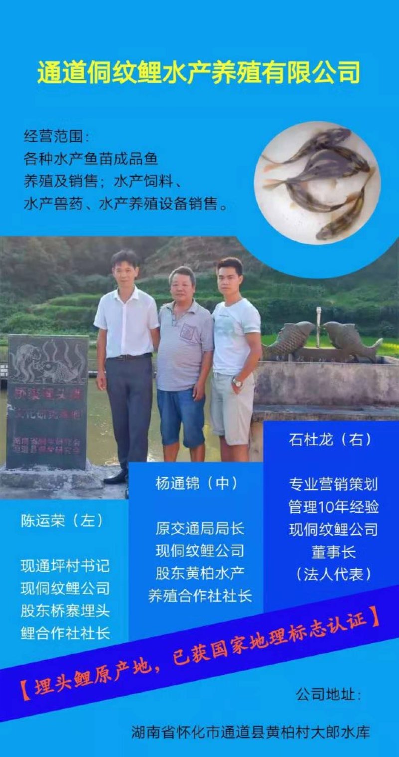 鲤鱼苗自己繁殖自己养殖绕开中间商直达原产地