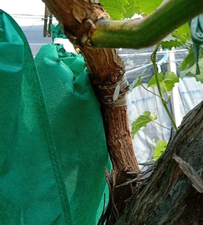 阳光玫瑰专用墨绿色无纺布防鸟防果锈防晒套袋葡萄套袋
