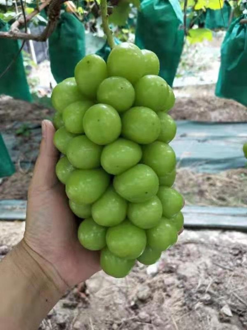 阳光玫瑰专用墨绿色无纺布防鸟防果锈防晒套袋葡萄套袋