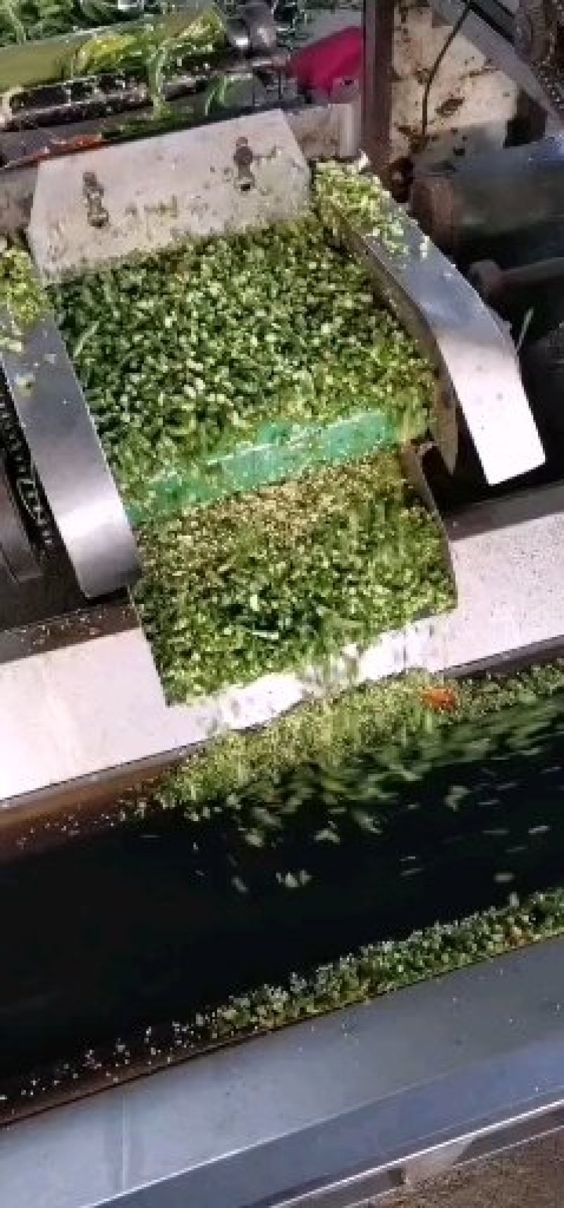剁椒金塔剁椒大量上市