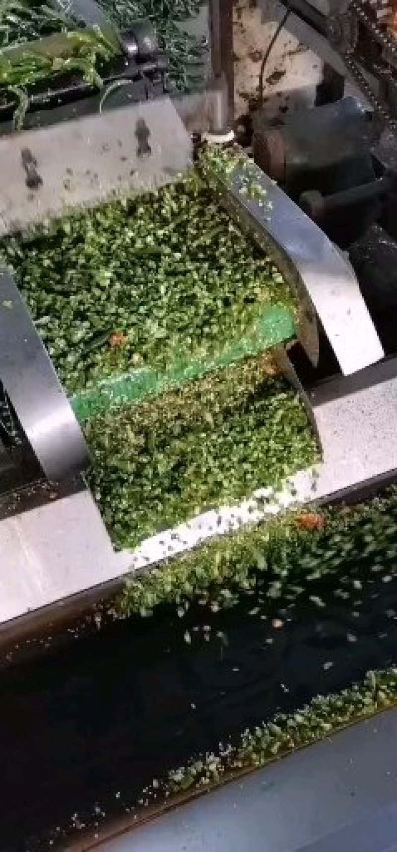 剁椒金塔剁椒大量上市