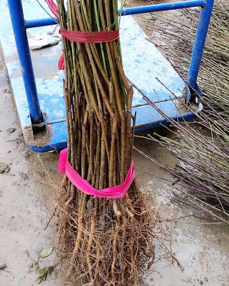 黄桃苗，肉质甜脆，外观好看，售价高，较耐贮藏，价格优惠