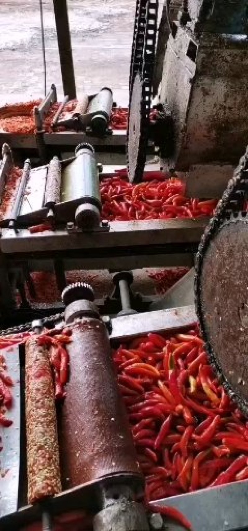 剁椒天宇，艳红，金塔，艳黄
