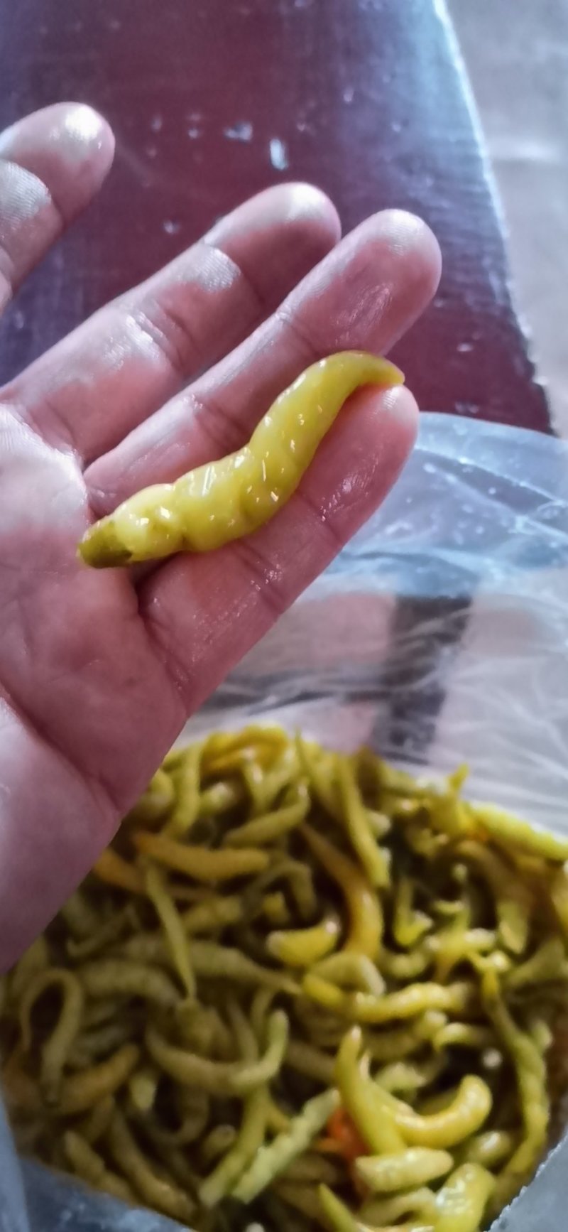 剁椒天宇和艳红金塔艳黄