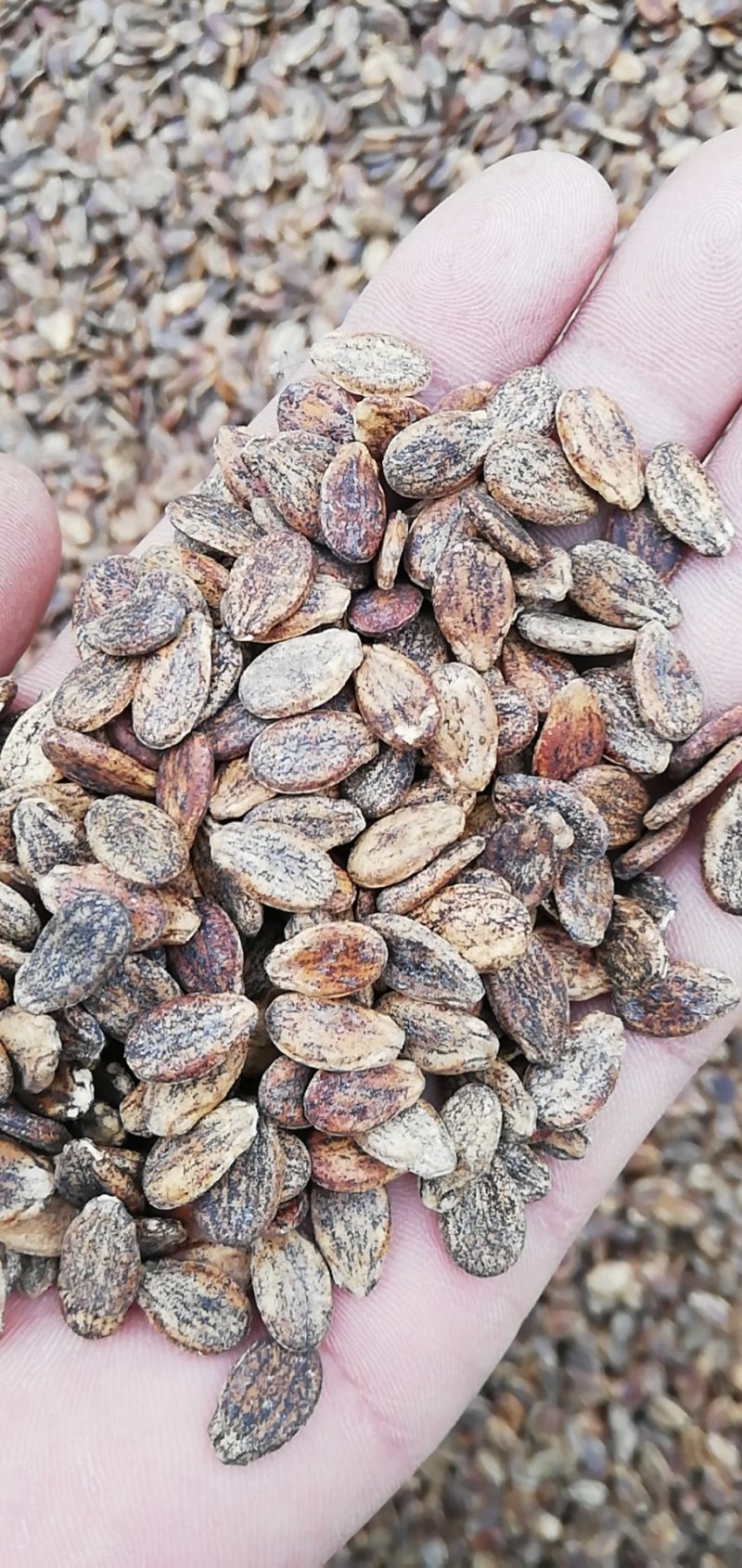 西瓜子散装生，打粉，扒仁，全年有货，欢迎咨询