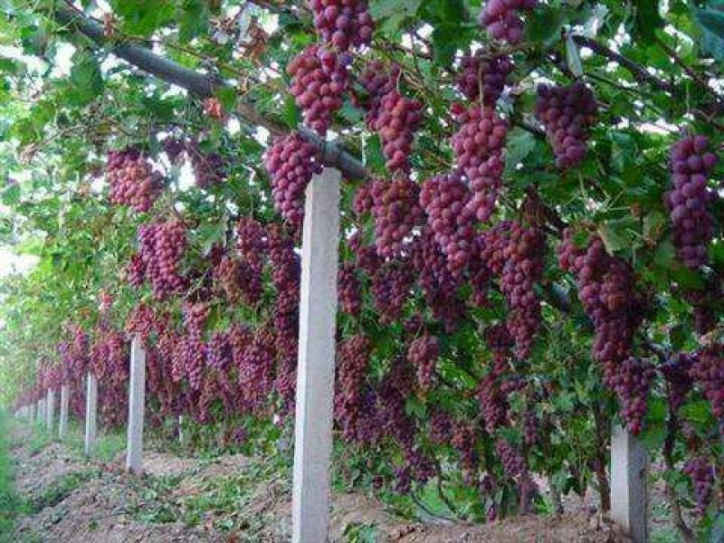 【大荔县红提葡萄】商超品质量大从优口感好味道甜可视频