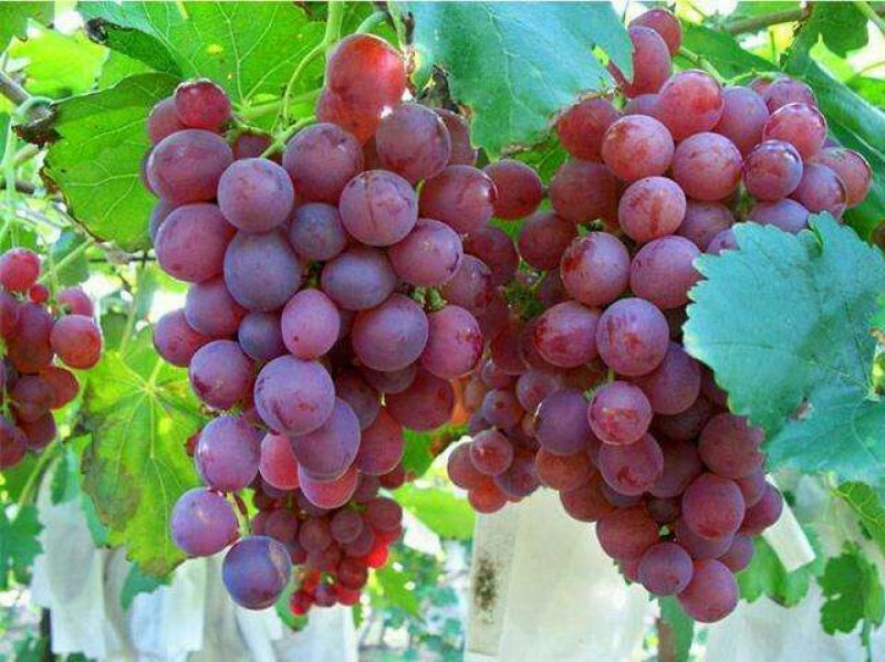 【大荔县红提葡萄】商超品质量大从优口感好味道甜可视频