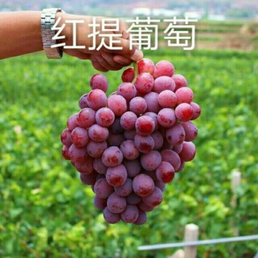 【大荔县红提葡萄】商超品质量大从优口感好味道甜可视频
