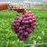 【大荔县红提葡萄】商超品质量大从优口感好味道甜可视频