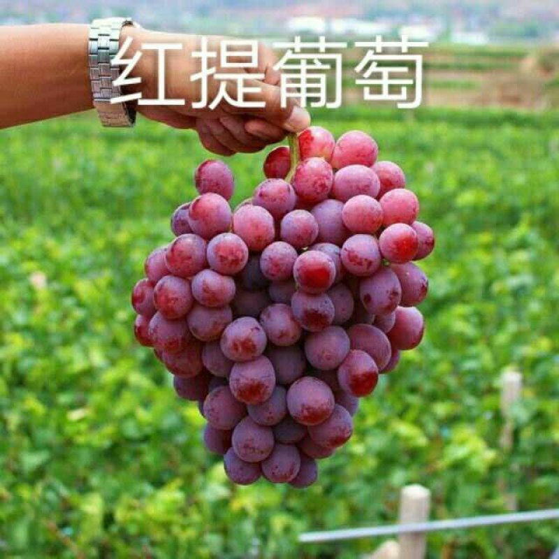 【大荔县红提葡萄】商超品质量大从优口感好味道甜可视频