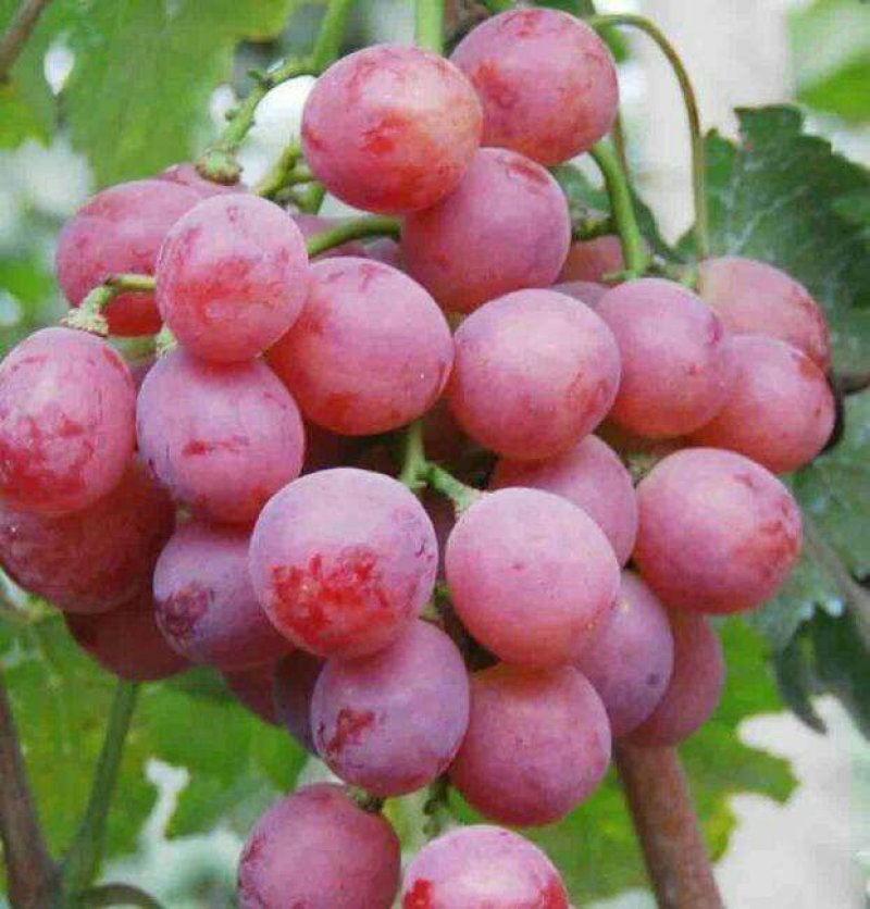 【大荔县红提葡萄】商超品质量大从优口感好味道甜可视频