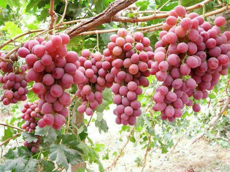 【大荔县红提葡萄】商超品质量大从优口感好味道甜可视频