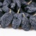 新疆吐鲁番特色大粒子黑加仑葡萄干