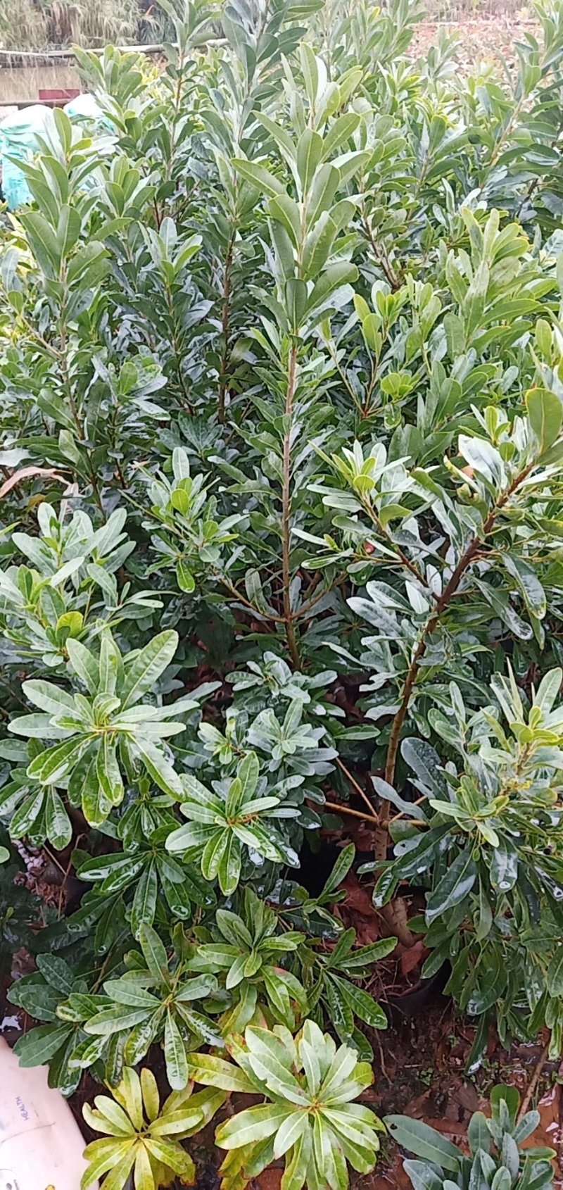 百香果苗杨梅树黑松，美国松