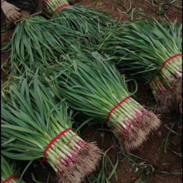 红根蒜苗，种植面积广，品质优良，掐尖，打冷，库存