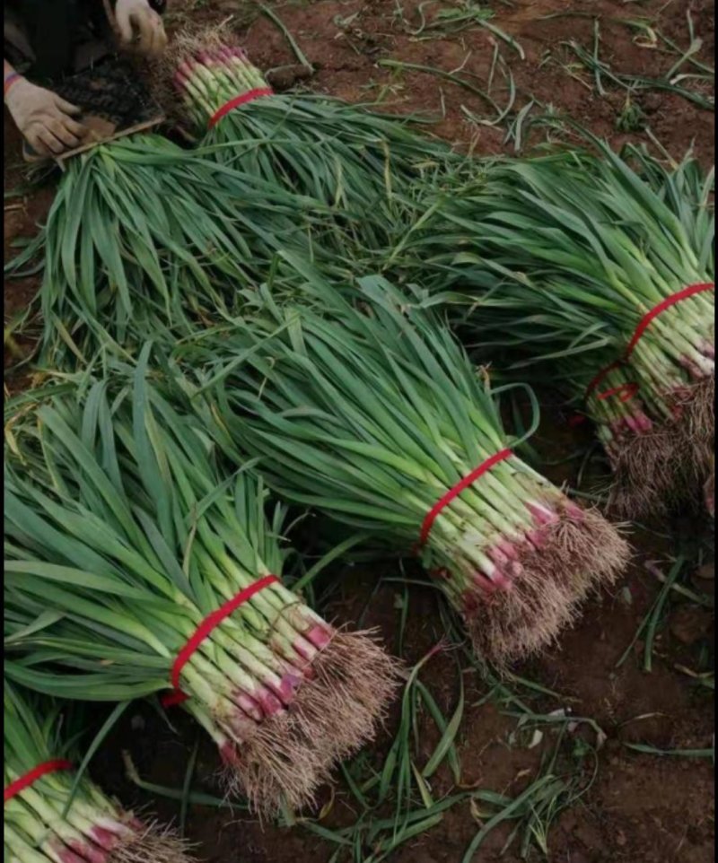 红根蒜苗，种植面积广，品质优良，掐尖，打冷，库存