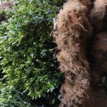 油茶苗，嫁接苗，数量大，品种优良，根好苗青