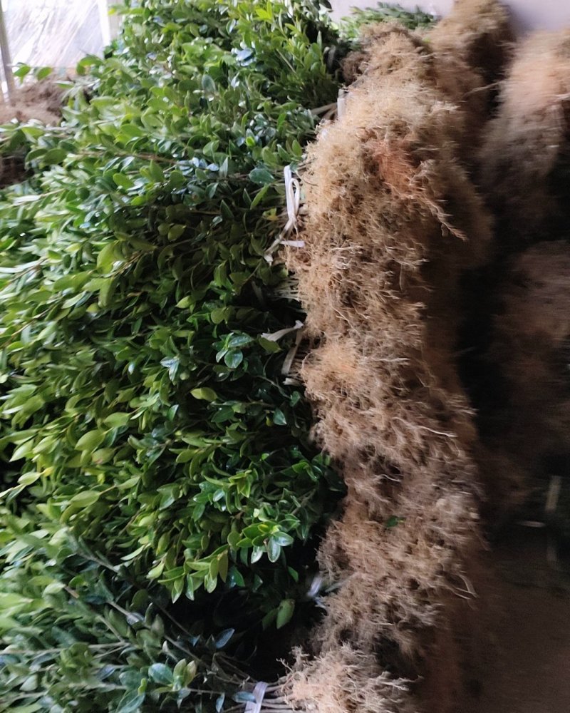 油茶苗，嫁接苗，数量大，品种优良，根好苗青