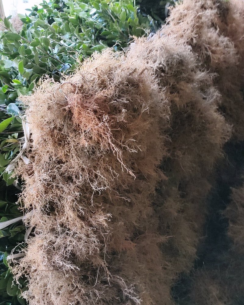 油茶苗，嫁接苗，数量大，品种优良，根好苗青