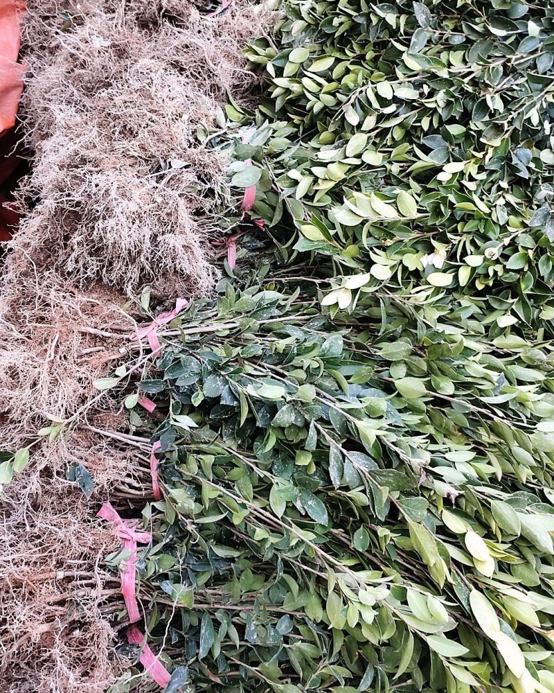 油茶苗，嫁接苗，数量大，品种优良，根好苗青