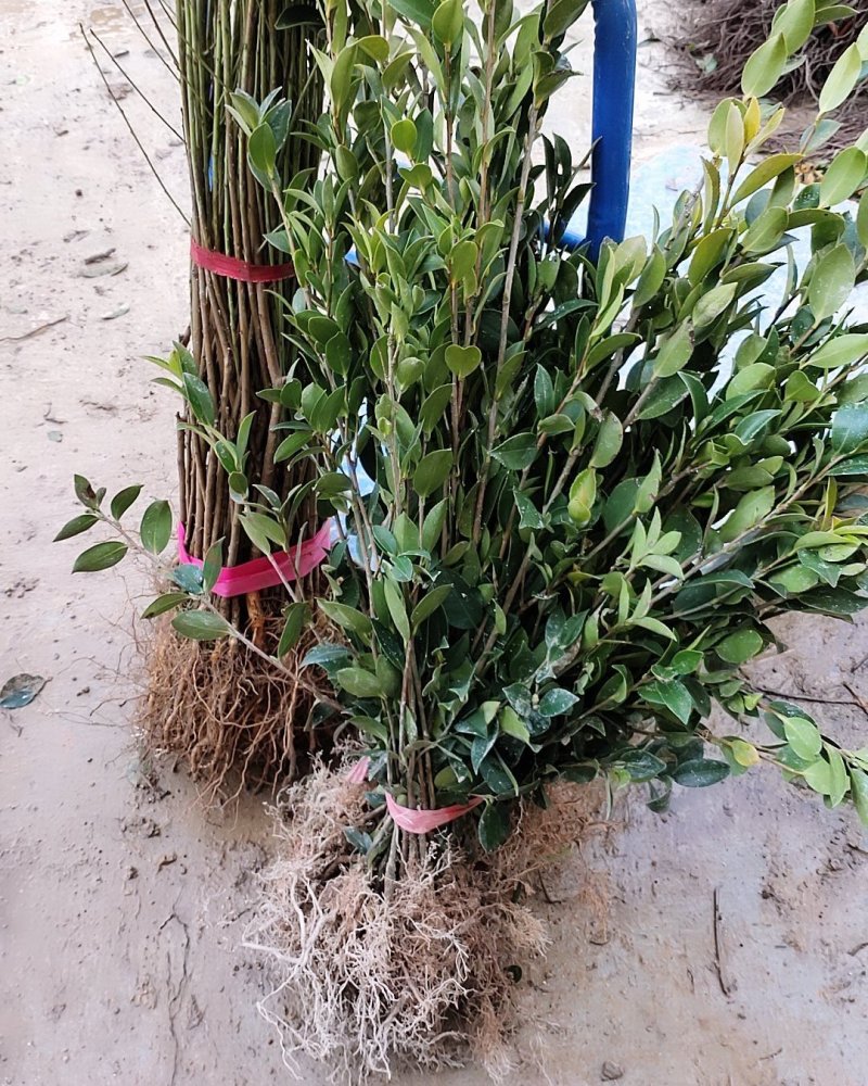 油茶苗，嫁接苗，数量大，品种优良，根好苗青