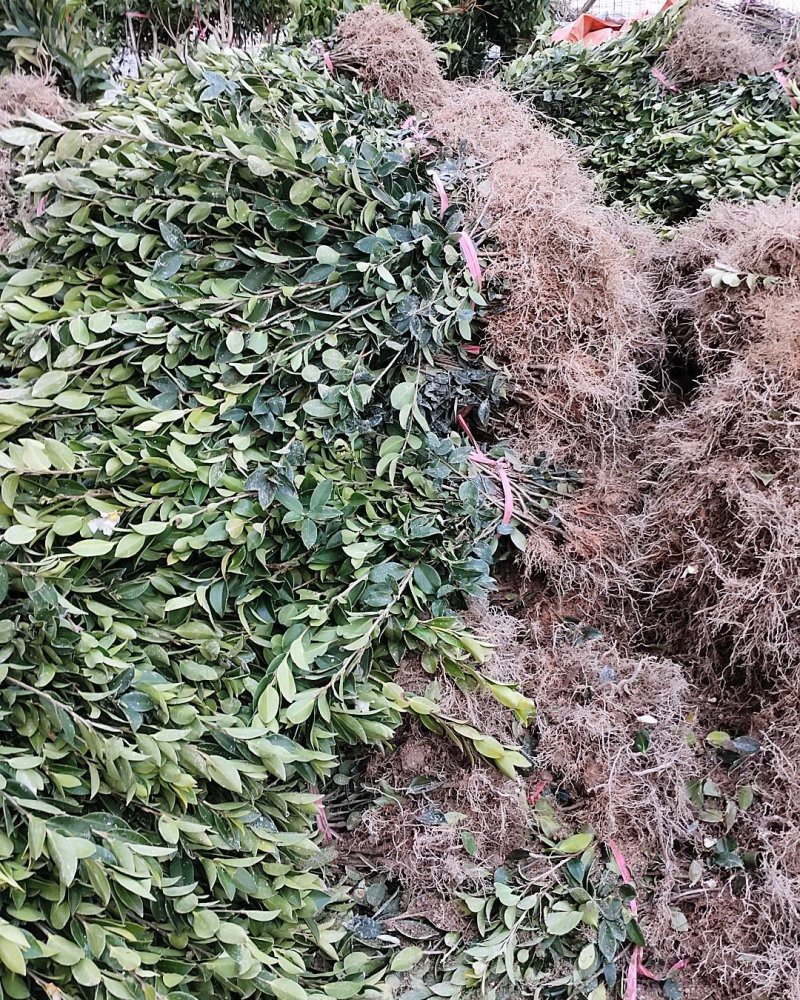 油茶苗，嫁接苗，数量大，品种优良，根好苗青