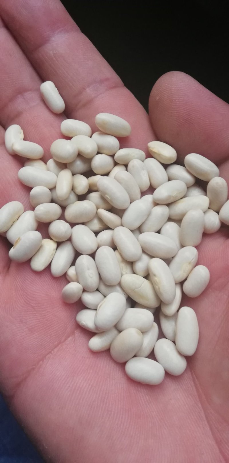 白芸豆可做豆沙，化妆品厂原料，规模种植，全年有货