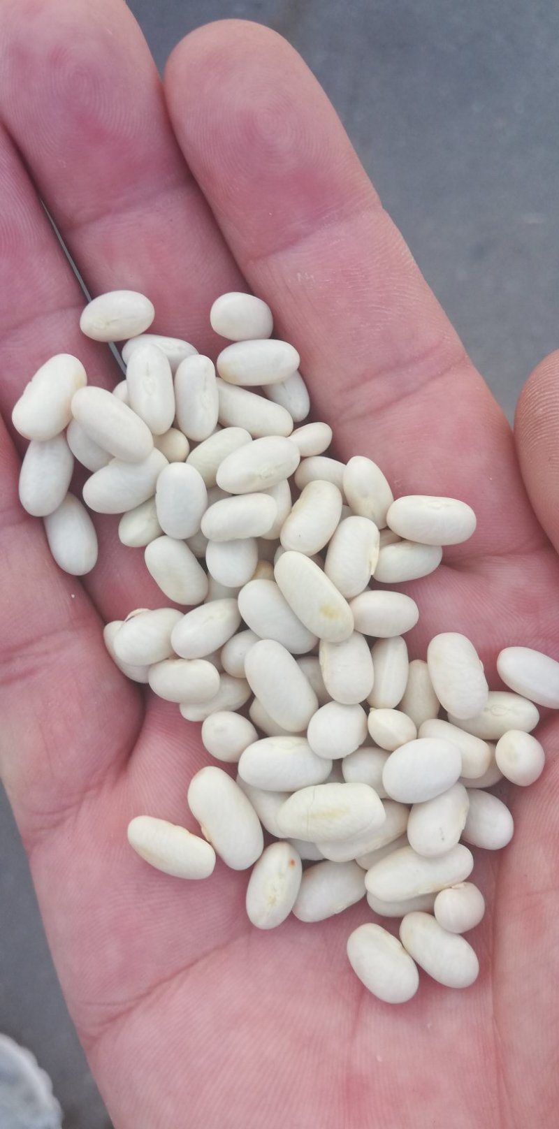 白芸豆可做豆沙，化妆品厂原料，规模种植，全年有货