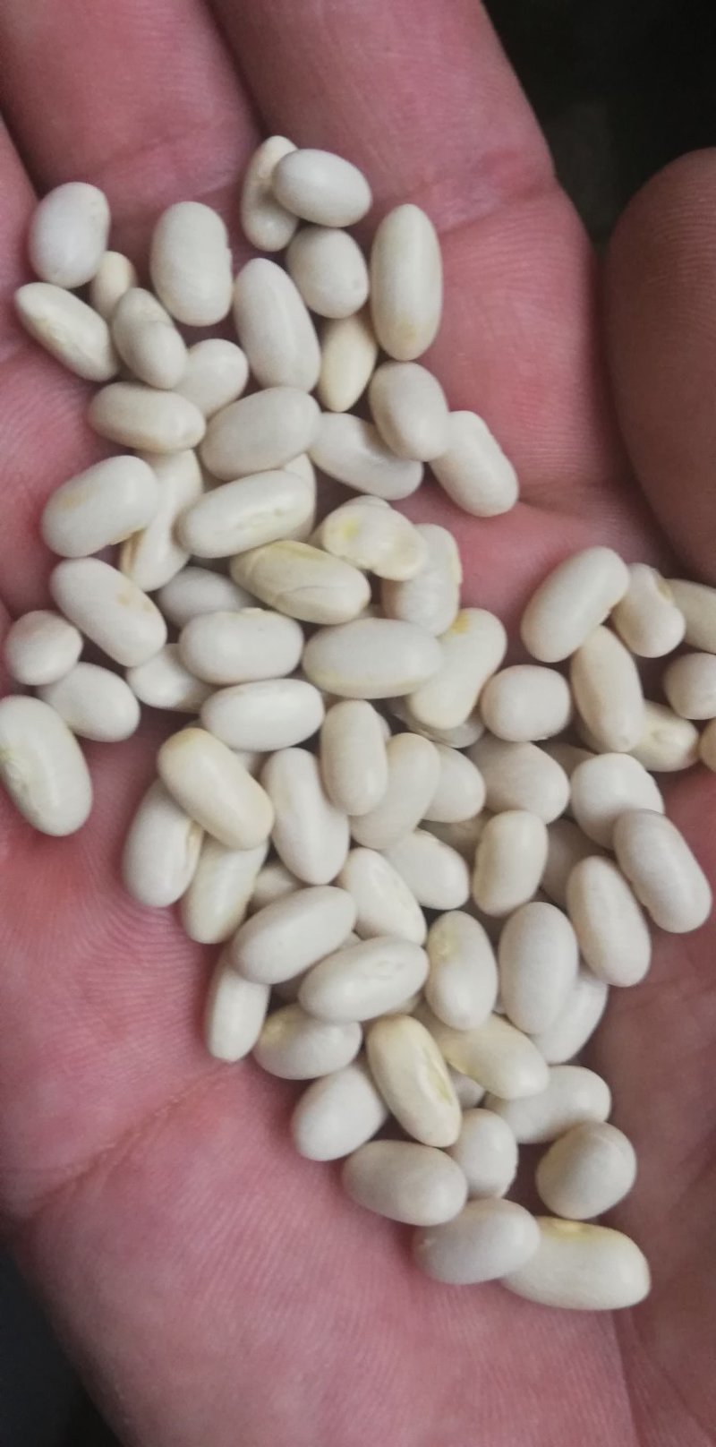 白芸豆可做豆沙，化妆品厂原料，规模种植，全年有货