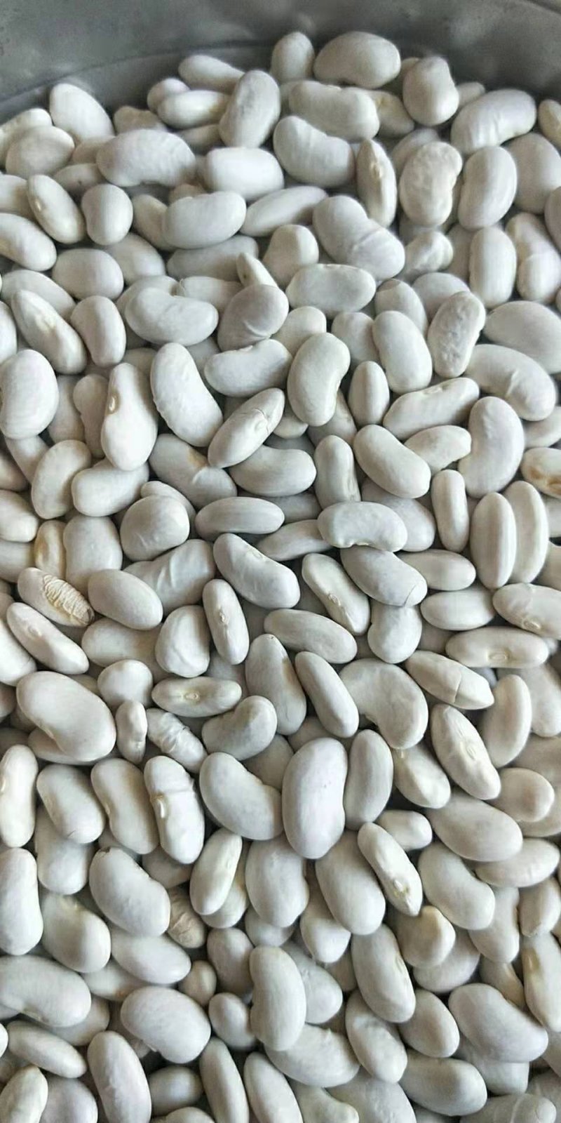 白芸豆可做豆沙，化妆品厂原料，规模种植，全年有货