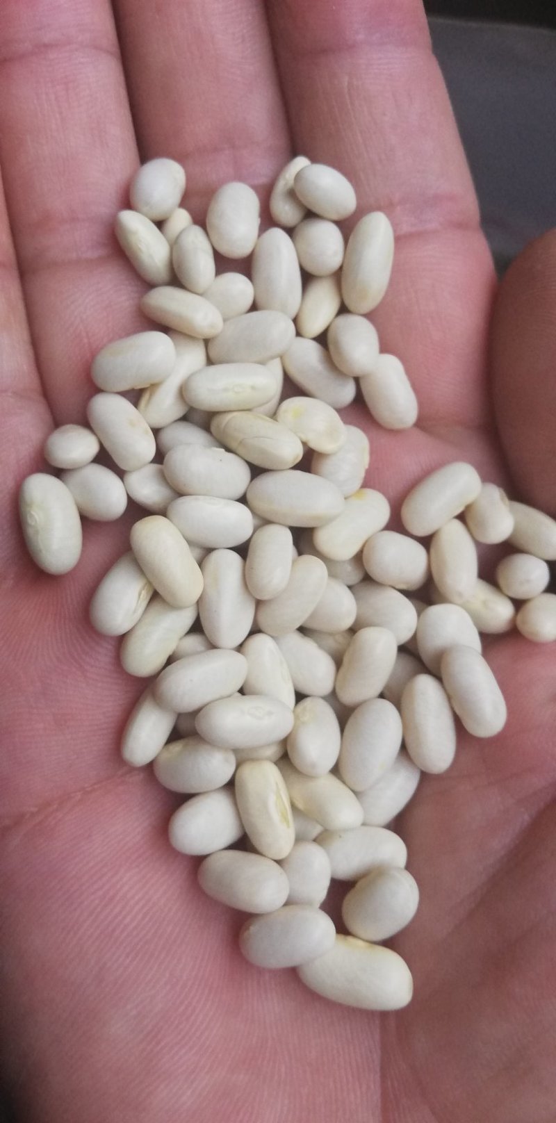 白芸豆可做豆沙，化妆品厂原料，规模种植，全年有货