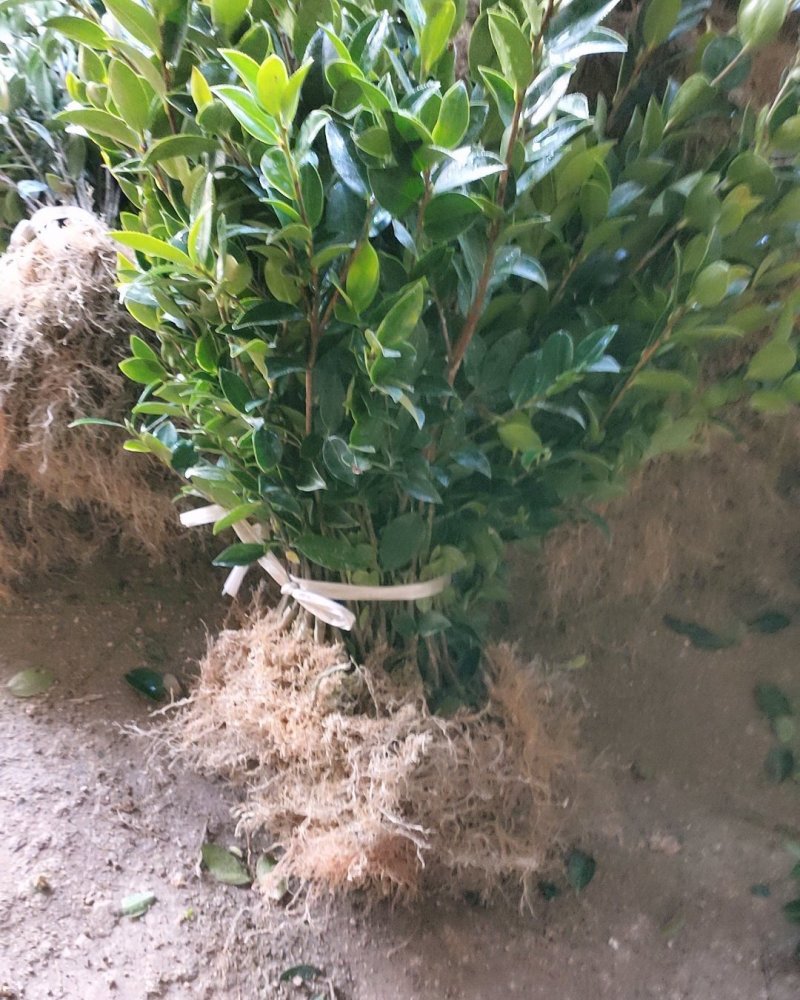 油茶苗，嫁接苗，数量大，品种优良，根好苗青