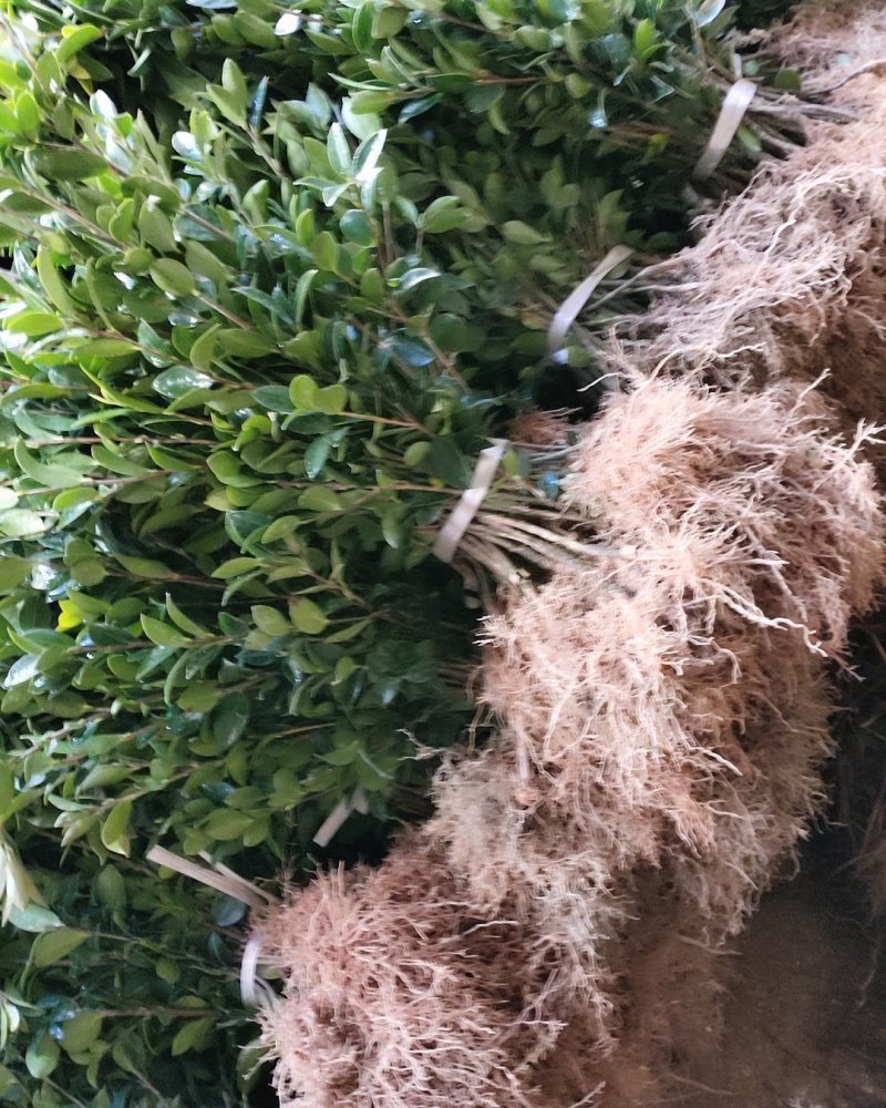 油茶苗，嫁接苗，数量大，品种优良，根好苗青