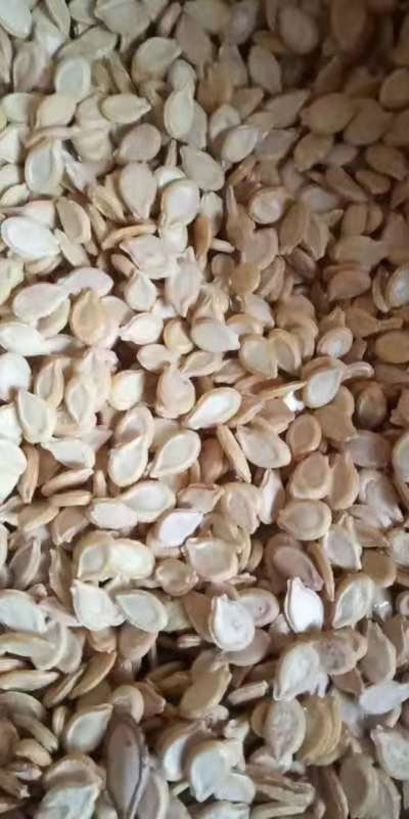 冬瓜子，双边，单边，一级质量，饱满度好，净度好