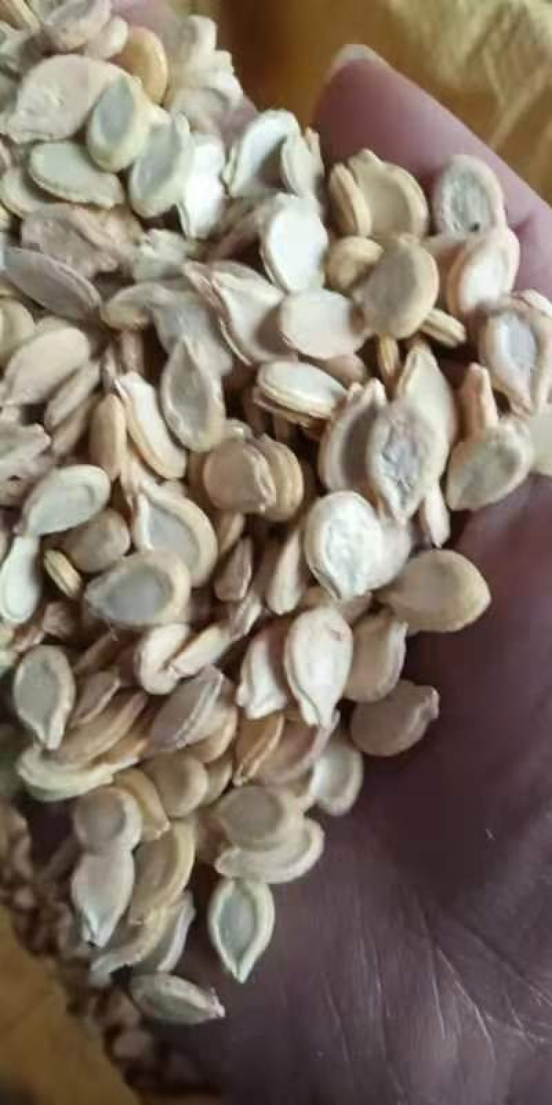 冬瓜子，双边，单边，一级质量，饱满度好，净度好