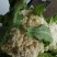白花菜大量精品大棚青梗花菜大小重量批发