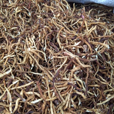 药材小黄根