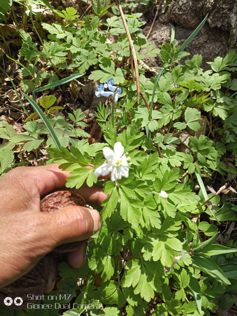 药材小黄根