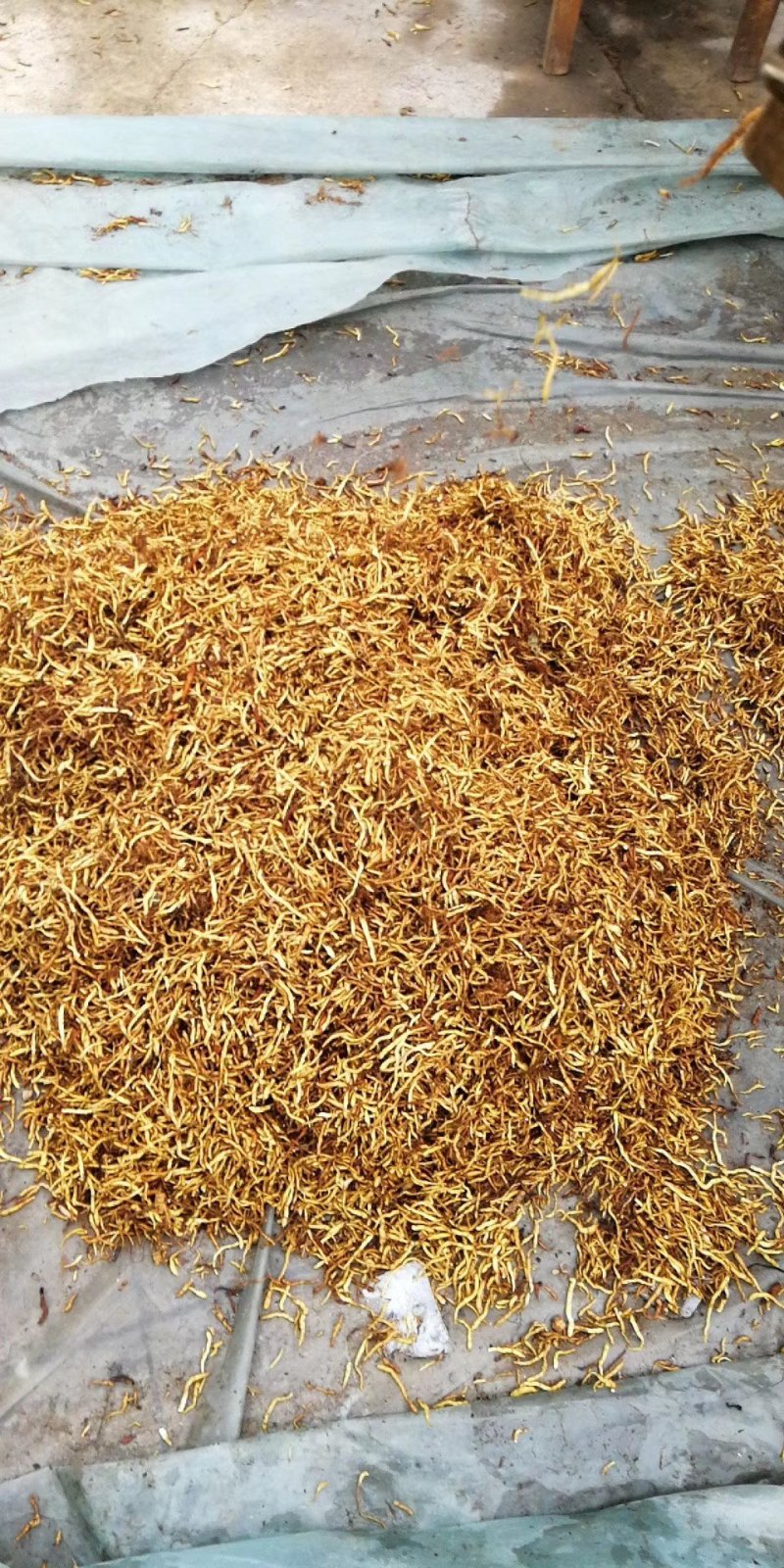 药材小黄根
