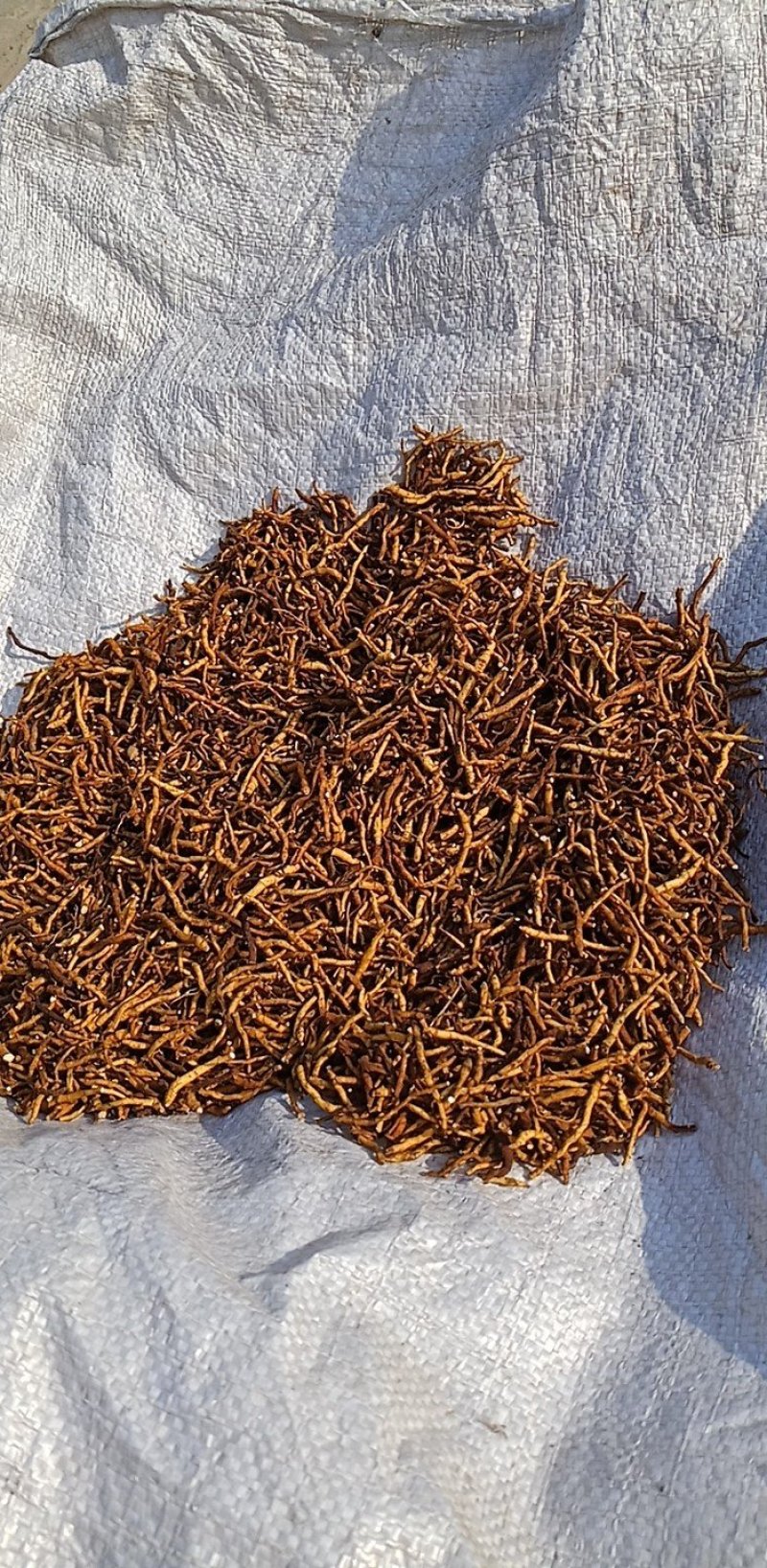 药材小黄根
