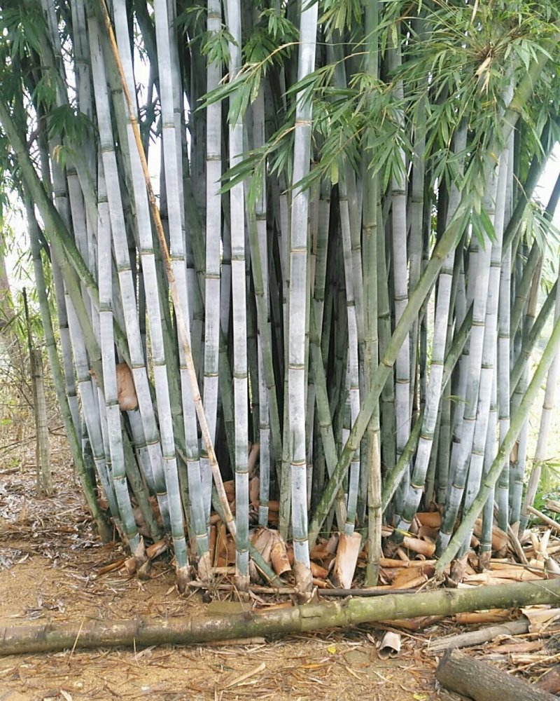 品种粉丹竹种植，次生笋，人工栽培低价出售