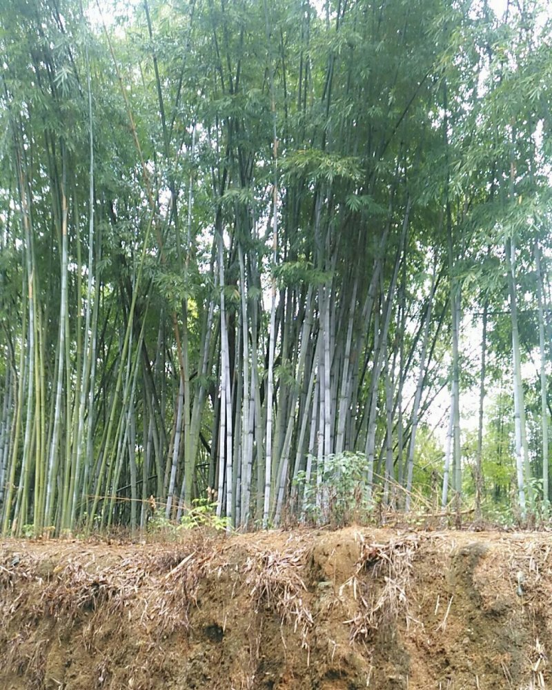 品种粉丹竹种植，次生笋，人工栽培低价出售