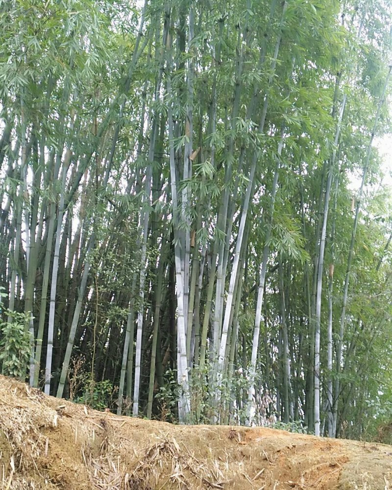 品种粉丹竹种植，次生笋，人工栽培低价出售
