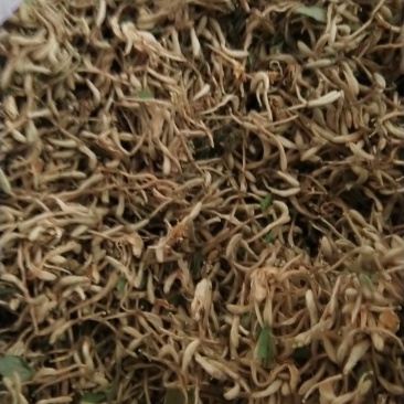 金银花