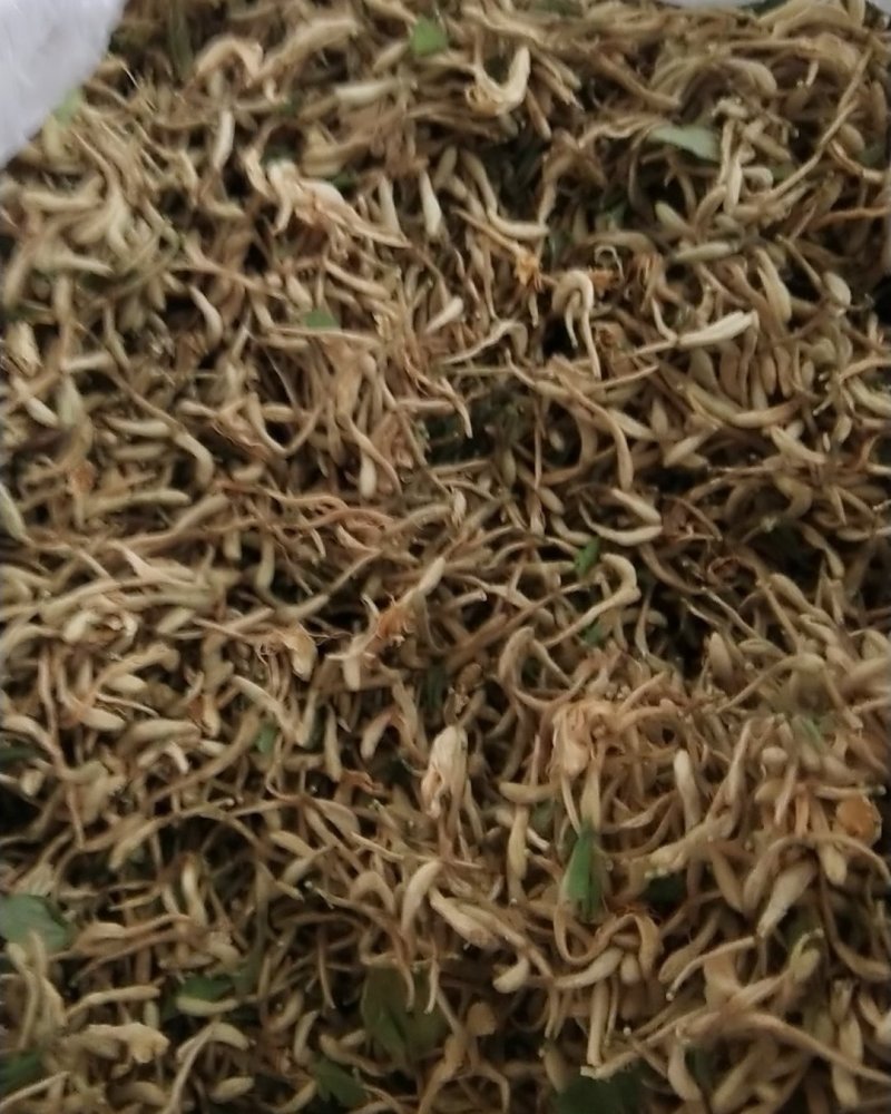 金银花
