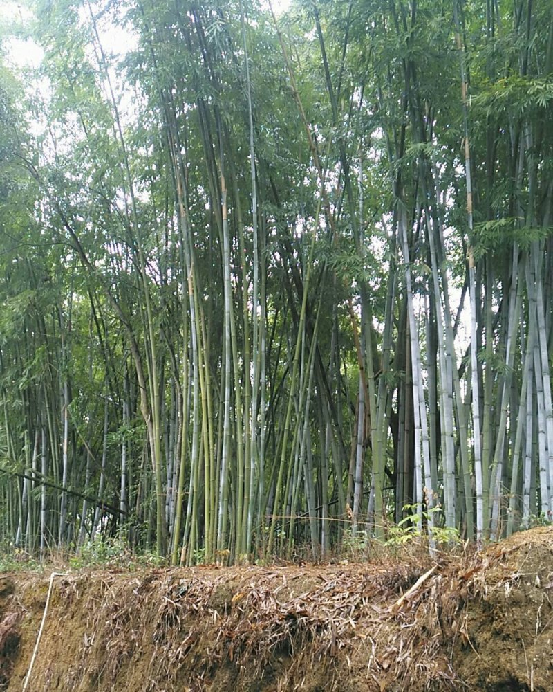 品种粉丹竹种植，次生笋，人工栽培低价出售