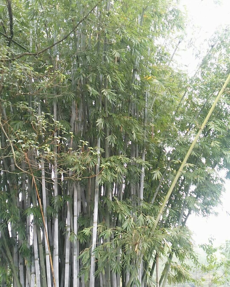 品种粉丹竹种植，次生笋，人工栽培低价出售