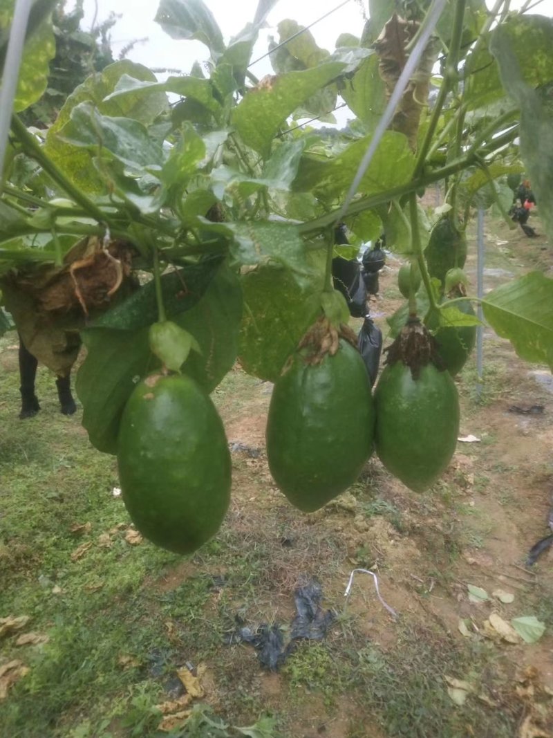 木瓜百香果苗，黄金木瓜百香果苗绿皮百香果苗，